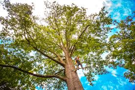 Dublin, VA  Tree Services Company