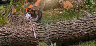 Best Tree Health Inspection  in Dublin, VA