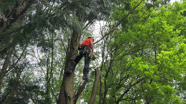 Best Seasonal Cleanup (Spring/Fall)  in Dublin, VA