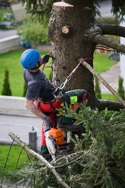 Best Tree Trimming and Pruning  in Dublin, VA