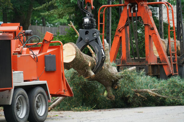 Best Stump Grinding and Removal  in Dublin, VA