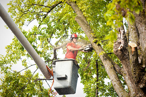  Dublin, VA Tree Services Pros