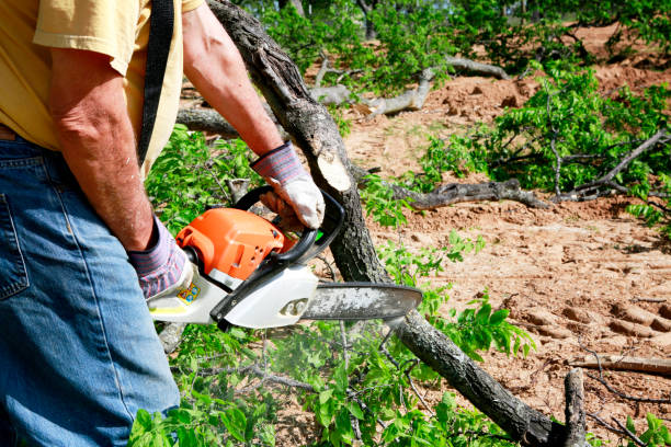 Best Fruit Tree Pruning  in Dublin, VA